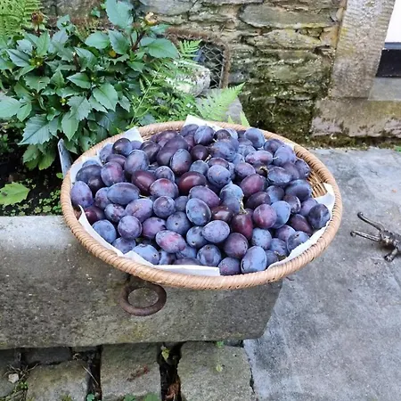 Favarge, Charm, Comfort, And A Large Garden فيلة Braine-le-Comte